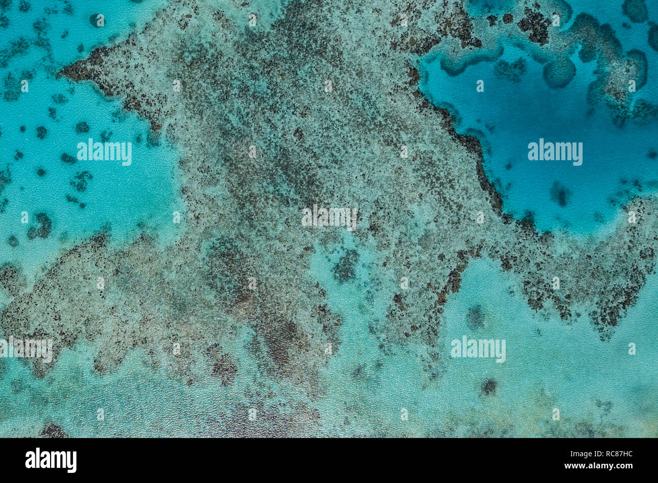 Vita della barriera corallina, Alacranes, Campeche, Messico Foto Stock