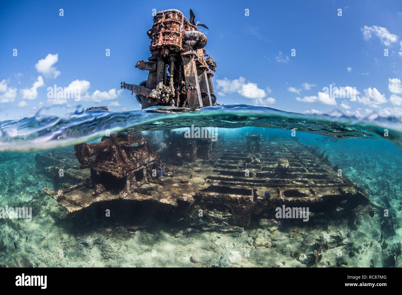 Vita della barriera corallina e vecchi relitti, Alacranes, Campeche, Messico Foto Stock