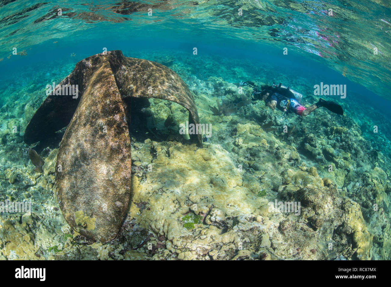 Sommozzatore esplorare la vita della barriera corallina e vecchi relitti, Alacranes, Campeche, Messico Foto Stock