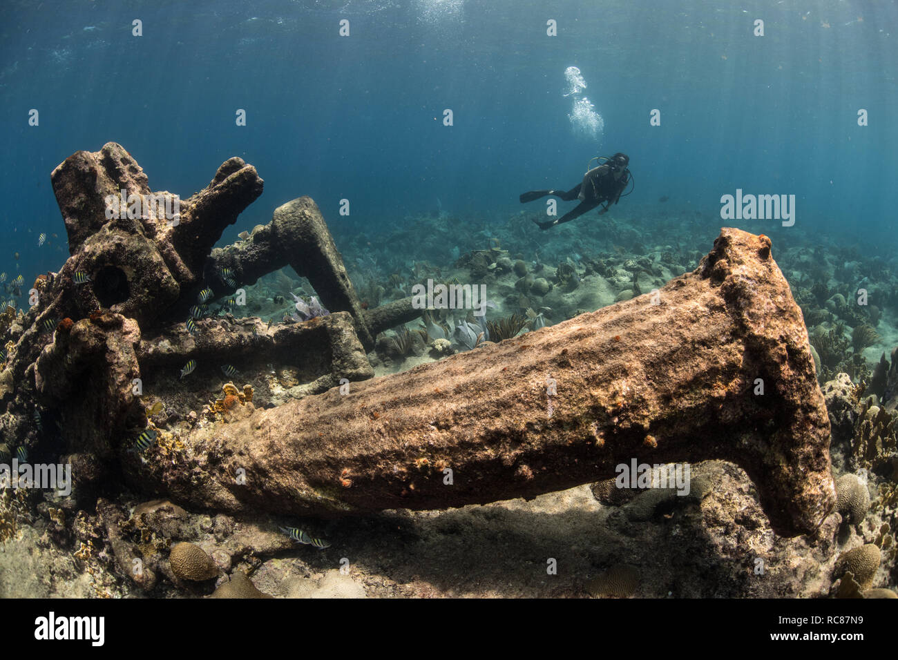 Sommozzatore esplorare la vita della barriera corallina e vecchi relitti, Alacranes, Campeche, Messico Foto Stock