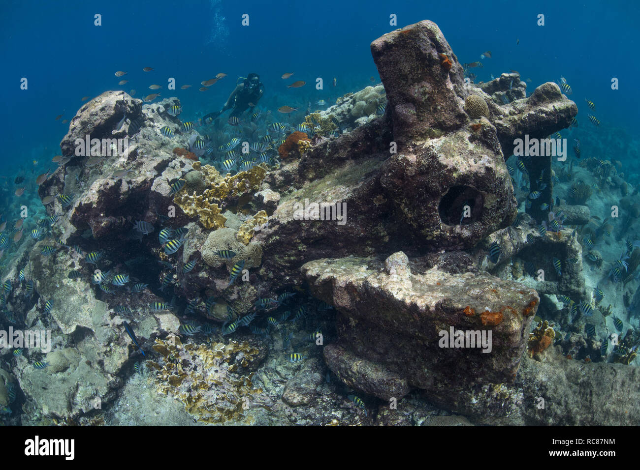 Sommozzatore esplorare la vita della barriera corallina e vecchi relitti, Alacranes, Campeche, Messico Foto Stock