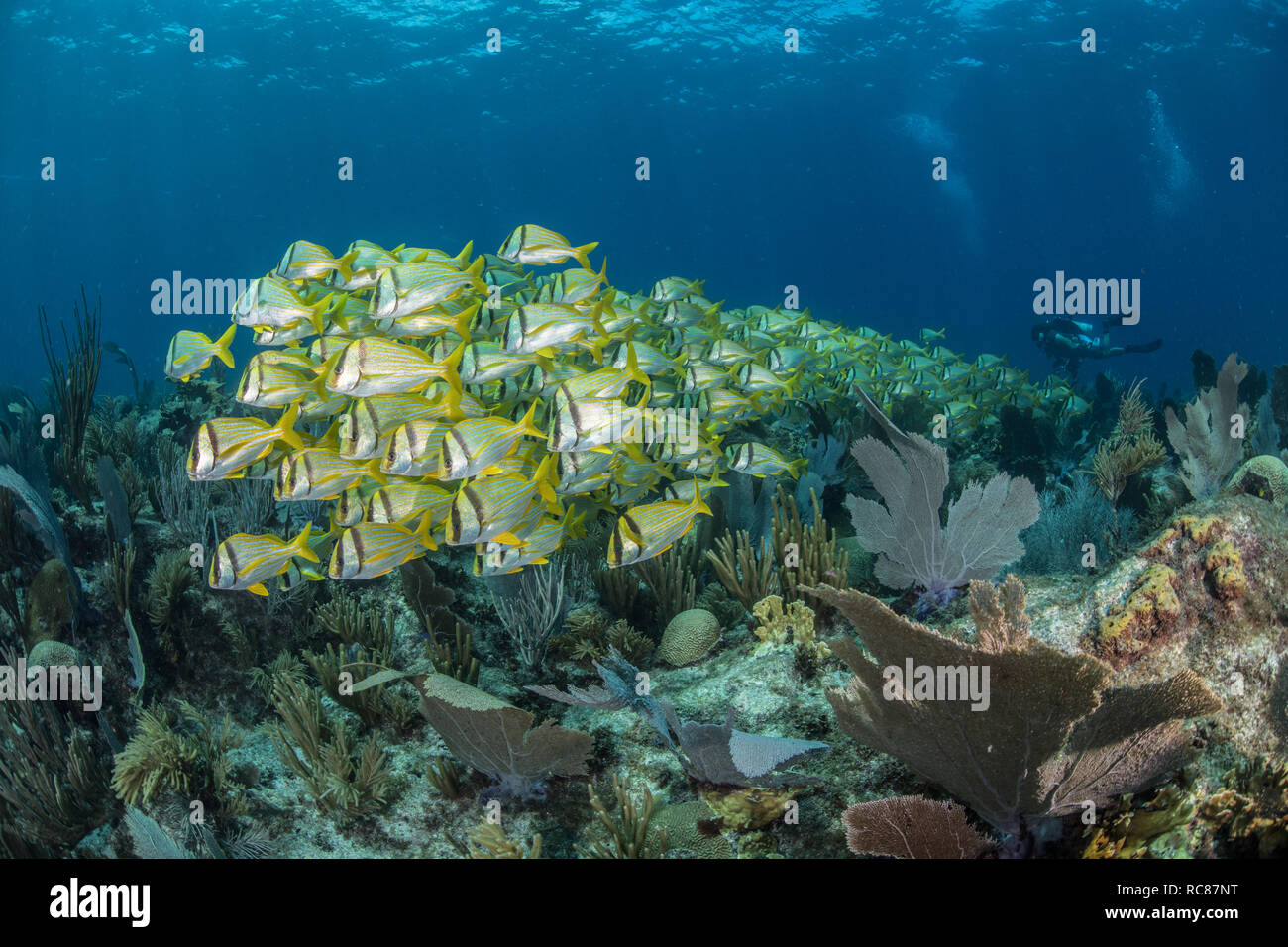 Vita della barriera corallina, subacqueo in background, Alacranes, Campeche, Messico Foto Stock