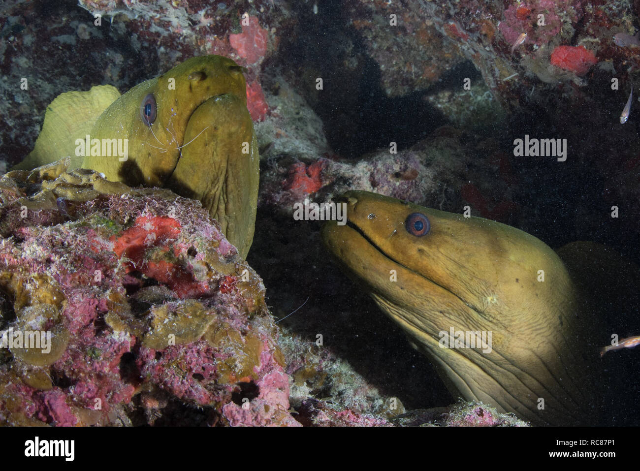 Vita della barriera corallina, Alacranes, Campeche, Messico Foto Stock