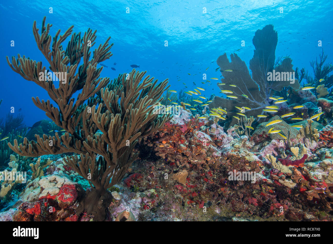 Vita della barriera corallina, Alacranes, Campeche, Messico Foto Stock