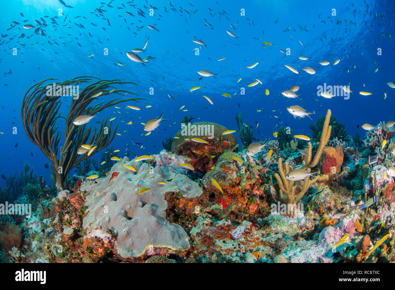 Vita della barriera corallina, Alacranes, Campeche, Messico Foto Stock