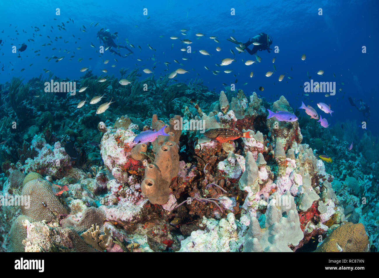 I subacquei esplorare la vita della barriera corallina, Alacranes, Campeche, Messico Foto Stock