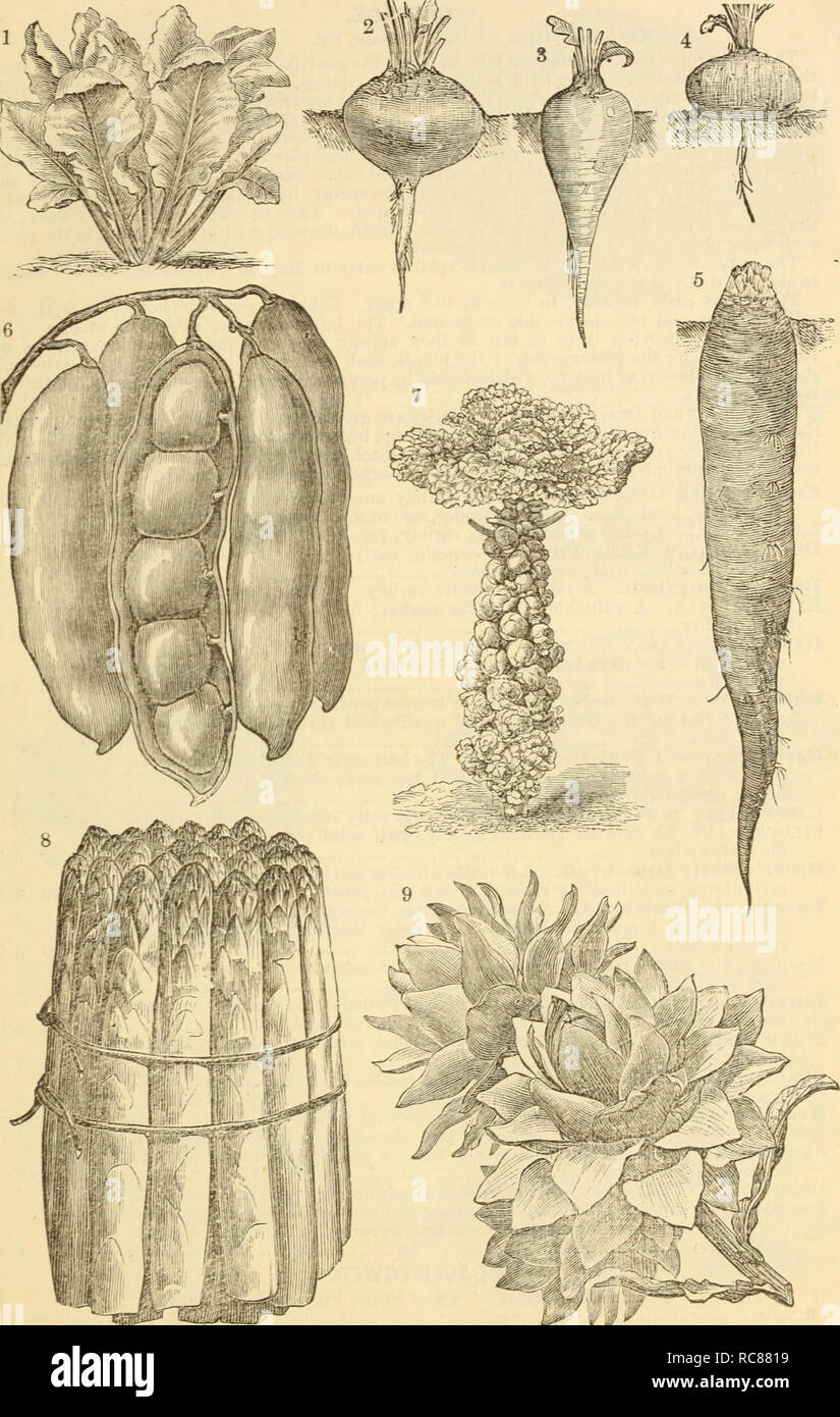 . Dreer's garden calendario : 1880. Cataloghi di sementi; vivaio Cataloghi Cataloghi di giardinaggio; fiori Semi cataloghi. Dreer Giardino del calendario. 1^, '^'^' 1. Le bietole Br.iiT. 2. Bastian aggiuntivi della P'ari.t la barbabietola rossa. 3. Bastian Half-Long del sangue delle barbabietole. 4. Il sangue egiziano rapa barbabietola. 5. Il sangue lungo Rk.p Bf.F.T. 6. Dreer migliorata del fagiolo di Lima. 7. Nana migliorata Drissels germogli. 8. Co.vover colossale di asparagi verdi grandi Aktichokb globo.. Si prega di notare che queste immagini vengono estratte dalla pagina sottoposta a scansione di immagini che possono essere state migliorate digitalmente per la leggibilità - Colorazione e aspetto di questi il Foto Stock