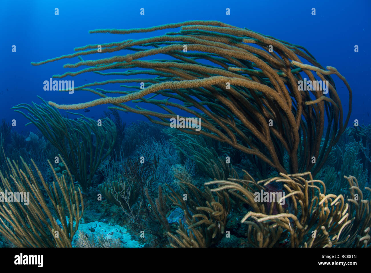 Vita della barriera corallina, Alacranes, Campeche, Messico Foto Stock