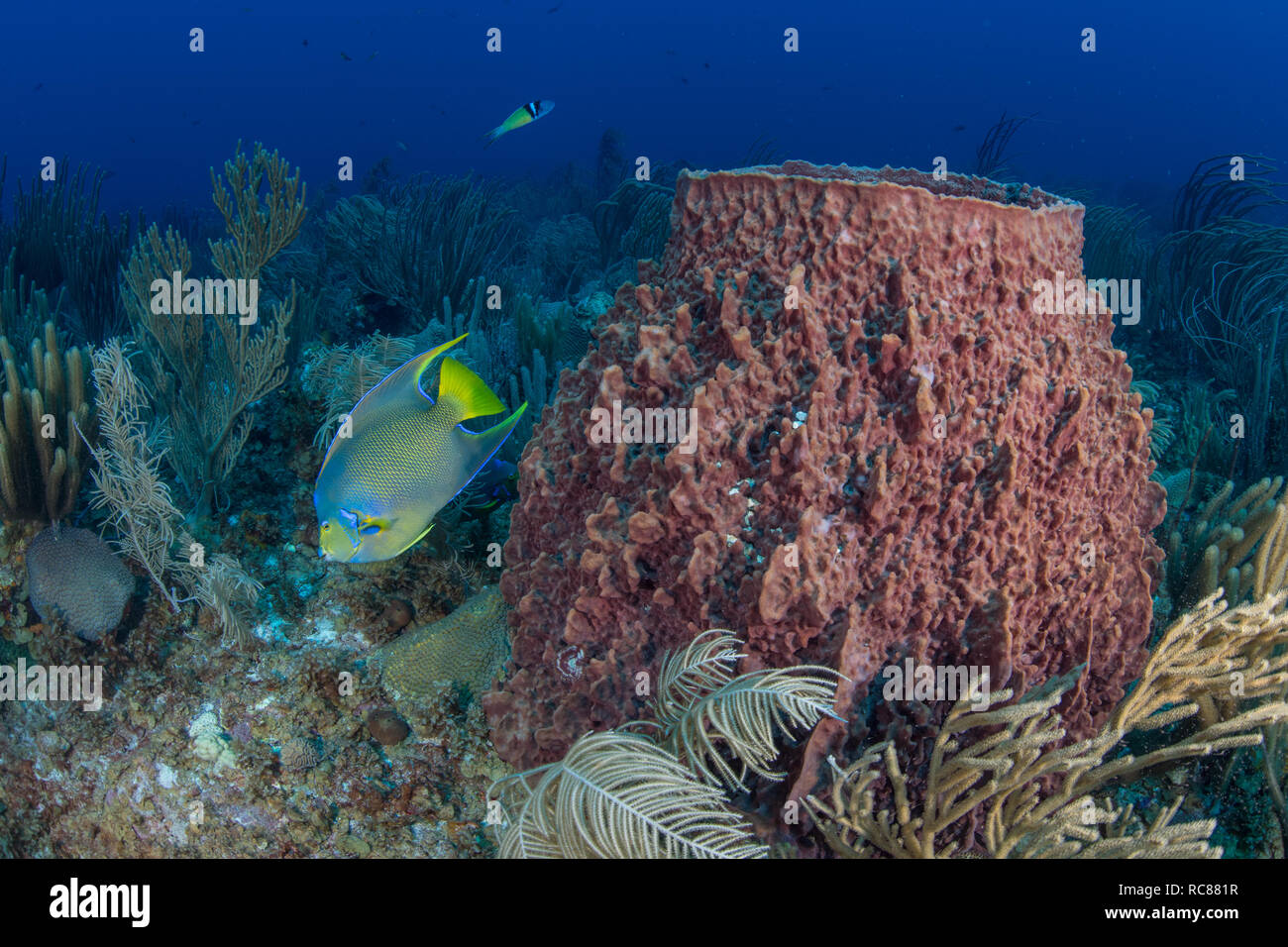 Vita della barriera corallina, Alacranes, Campeche, Messico Foto Stock