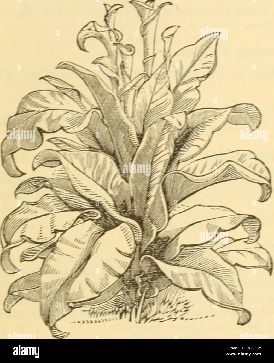 . Dreer's garden calendario : 1879. Cataloghi di sementi; vivaio Cataloghi Cataloghi di giardinaggio; fiori Semi cataloghi. Direr Giardino del calendario. 89 Camellia japonica. L'elenco follomng comprende le varietà più diffuse di questo preferito inverno-rigogliosa pianta. I prezzi variano secondo la dimensione; per piante in fiore da 75 cts. a $10 ciascuno. Alba Plena. Doppia bianca. Alba Fimbeiata Plena. Bordi frange. Alexin A. arrossire, strisce rosa. Caleb Cope. La colorazione rosa. Candidissima. Bianco crema. Chalmeel rosa chiaro. D E C H ESSE D'Oele un NS. Bianco, con striping con crimson. DuNLAP-'s bianco. Feasti. Delicato sa Foto Stock