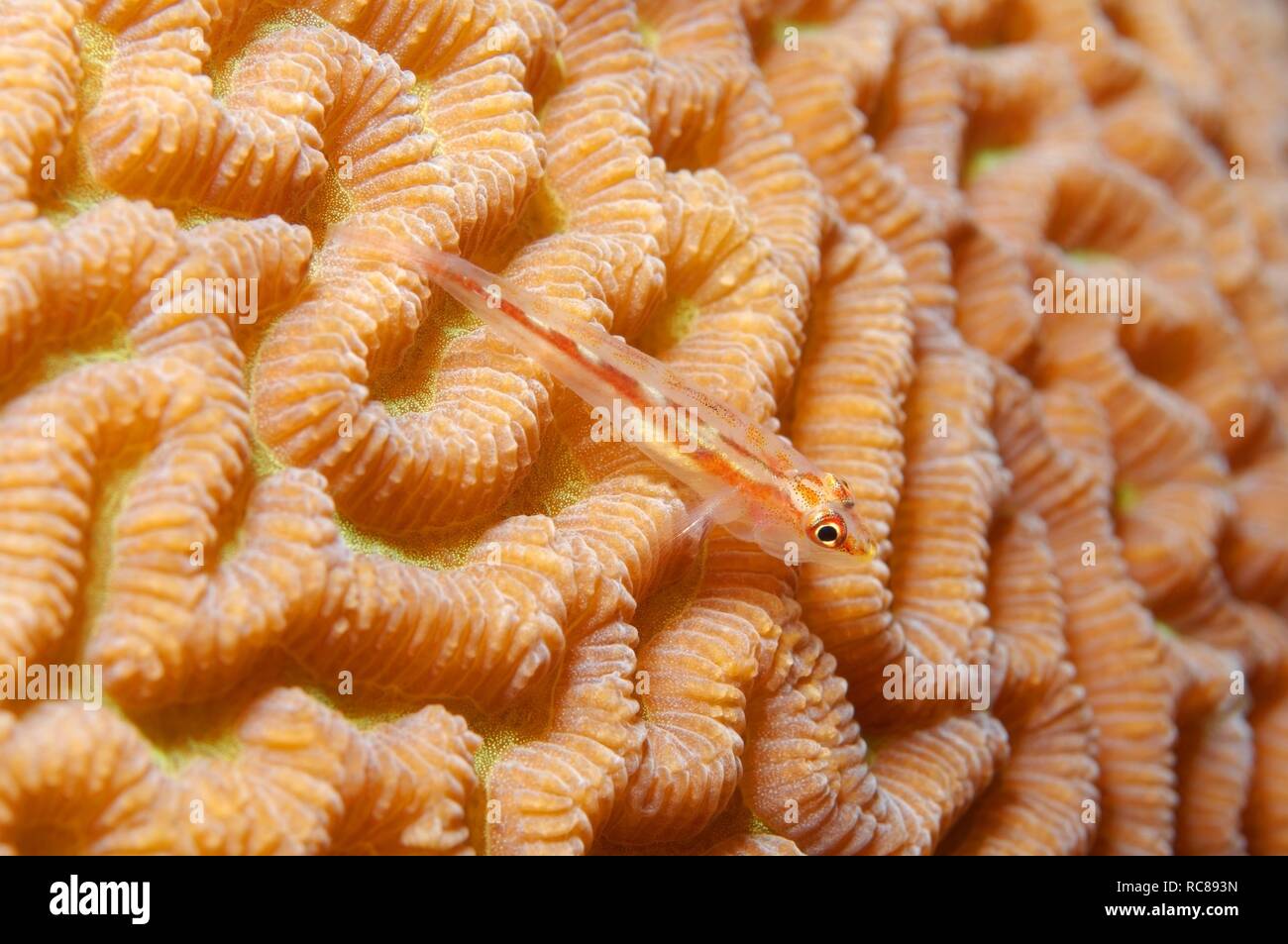 Mare frusta ghiozzo (Erythrops ghiozzo, Bryaninops erythrops), Coral Reef, Mar Rosso, Egitto, Africa Foto Stock