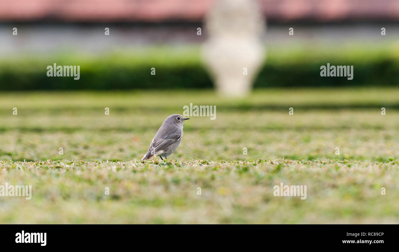 Single femmina Redstart nero (fenicurus ochruros) in Cesky Krumlov Castello Giardini, Repubblica Ceca Foto Stock