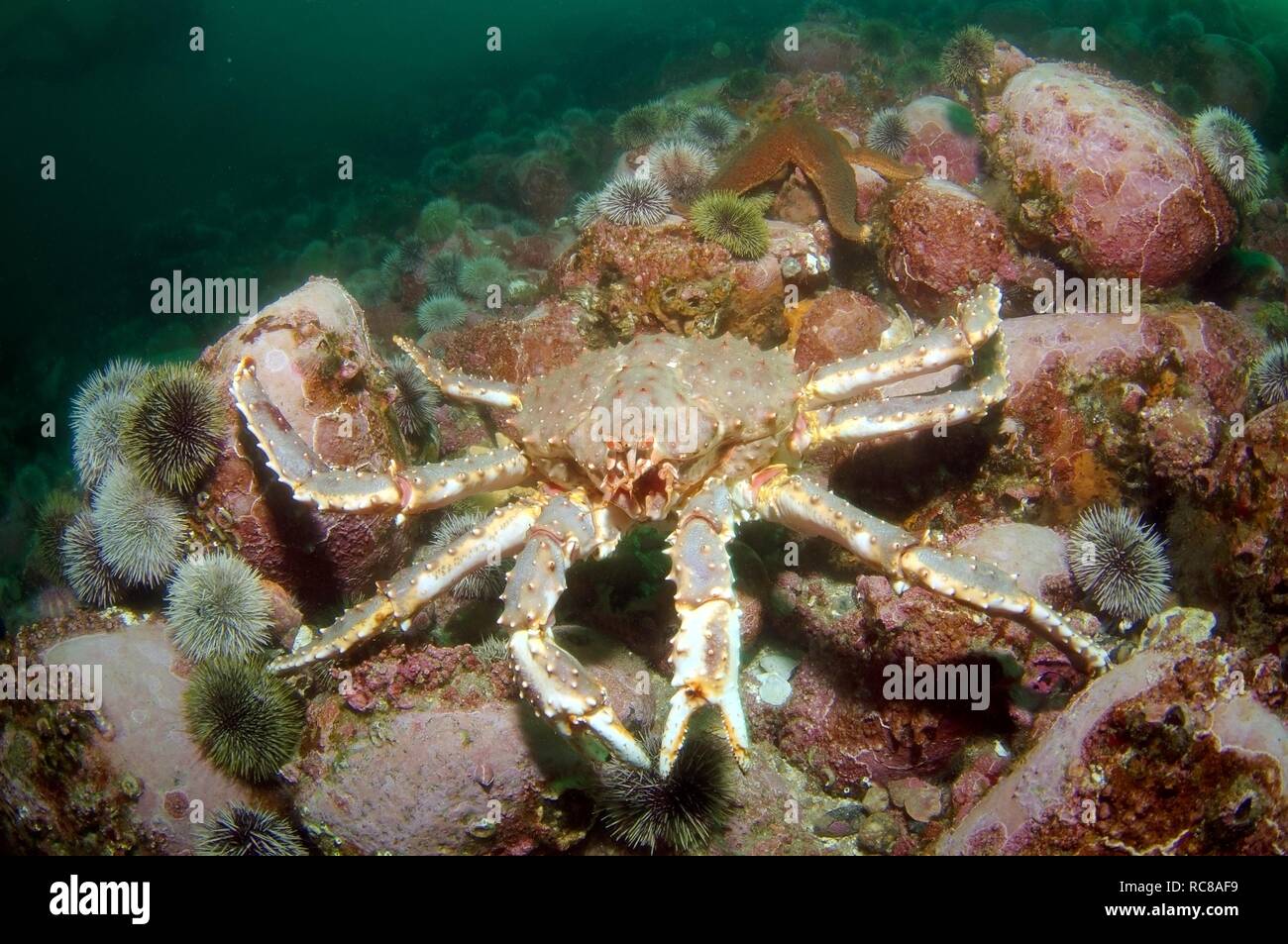 Red King Crab (Paralithodes camtschaticus), il Mare di Barents, Russia, Arctic Foto Stock