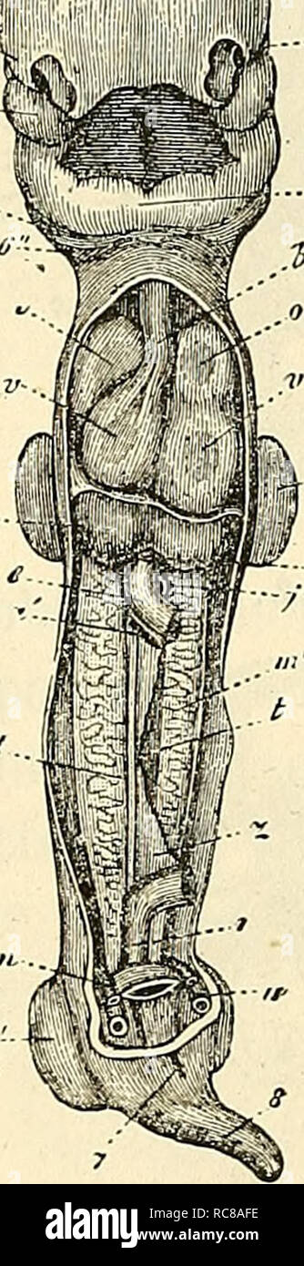 . Embryologie, ou TraitÃ© complet du dÃ©veloppement de l'homme et des animaux supÃ©rieurs. Embriologia; embriologia. 326 PREMIER DEVELOPPEMENT EMBRYONNAIRE. Embryon de CosTE de vingt-huit jours. rapport avec la bouche. La tÃªte Ã©tait plus fortement dÃ©veloppÃ©e que dans les embryons prÃ©cÃ©demment dÃ©crits, et toutes les cour- bures du corps, y compris la caudale di flessione, TRÍ¨s bien empreintes. CosTE a Ã©galement dÃ©crit deux embryons semblables (pi. III et III a); je donnerai encore quelques dÃ©tails sur leur struttura. La membrana externe de l'unità organizzativa Åuf corion, qui n'est reproduite, grandeur n Foto Stock