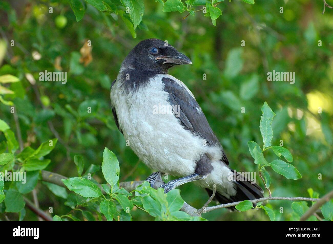 Baby cornacchia mantellata, Crow Corvus, Hoodiecrow (Corvus cornix), isola Yermakov, Ucraina, Europa orientale Foto Stock