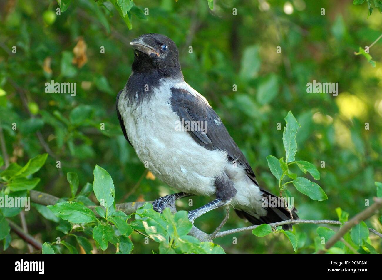 Baby cornacchia mantellata, Crow Corvus, o Hoodiecrow (Corvus cornix), isola Yermakov, Ucraina, Europa orientale Foto Stock