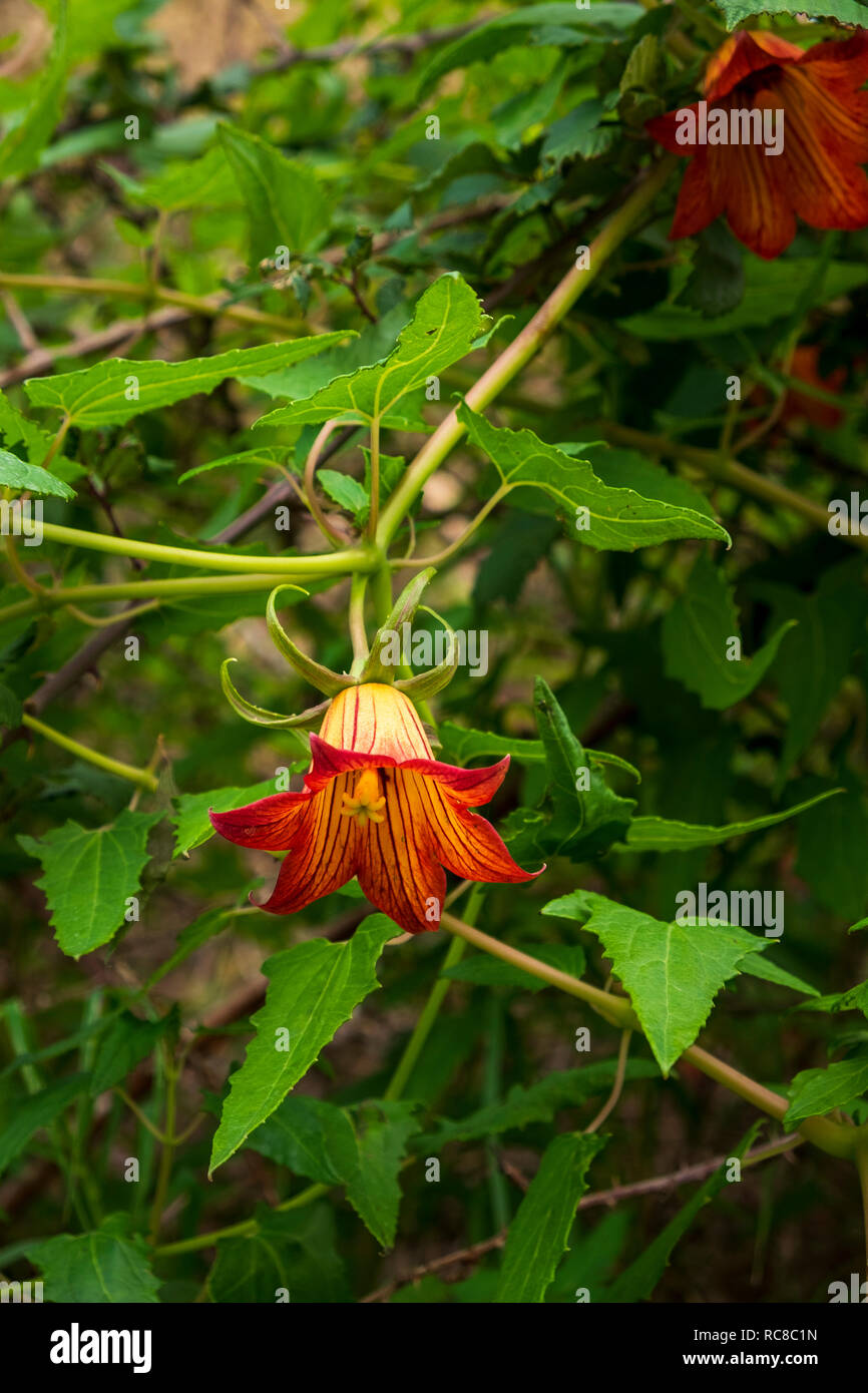 La Campanula delle Canarie, Canarina Canariensis, campanulaceae, bicacaro, fiore nella regione di Anaga di Tenerife, Isole Canarie, Spagna Foto Stock