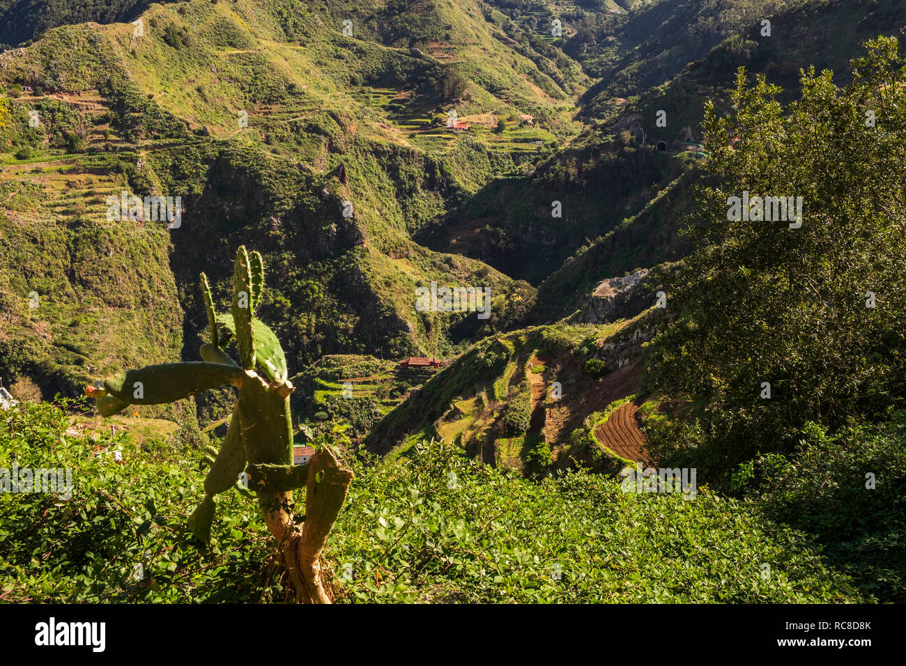 Terrazzamenti agricoli sui ripidi pendii del barranco a El Batán nella regione di Anaga di Tenerife, Isole Canarie, Spagna Foto Stock