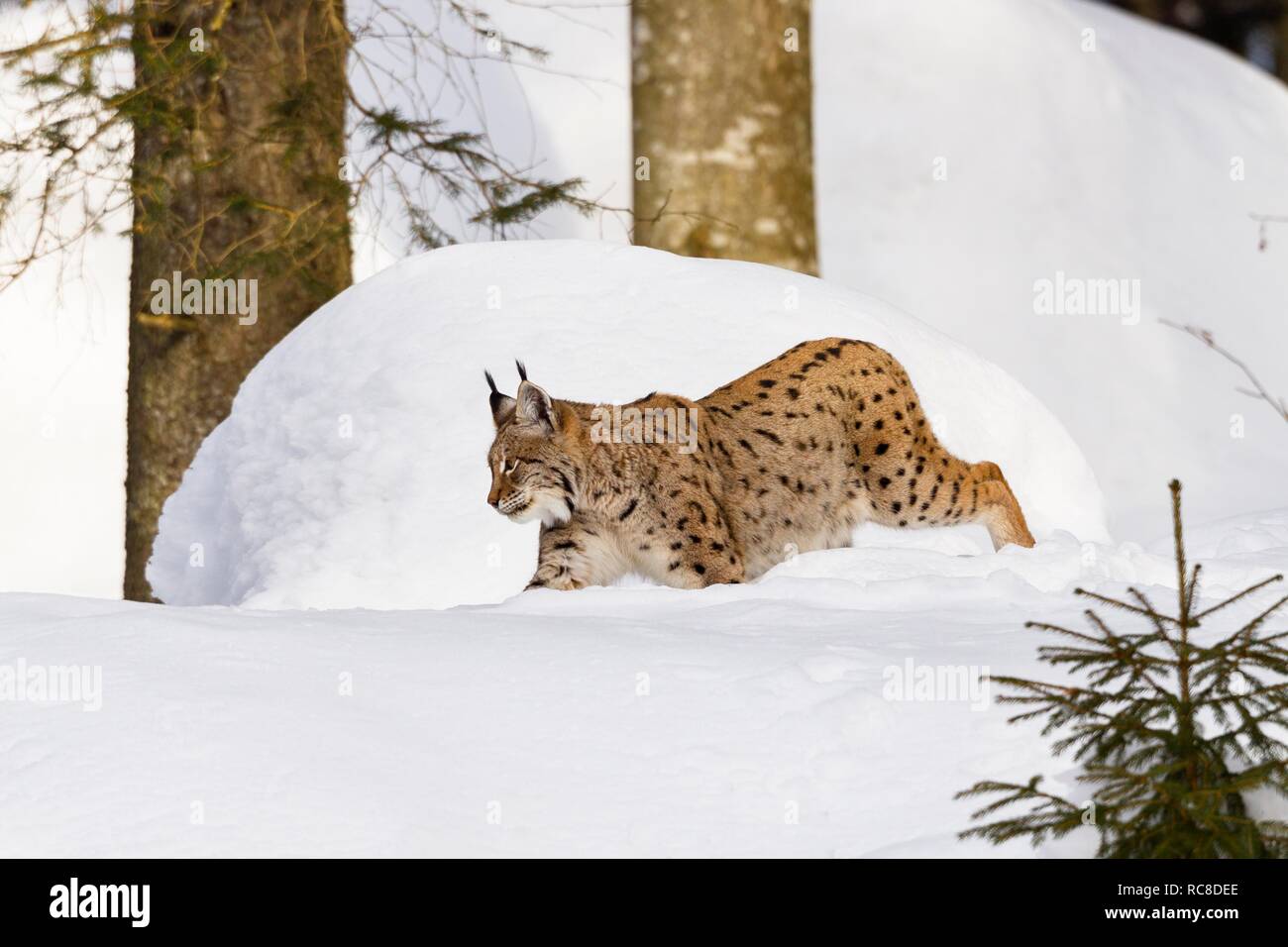Eurasian (Lynx Lynx lynx) nella neve, in inverno, Parco Nazionale della Foresta Bavarese, Baviera, Germania Foto Stock
