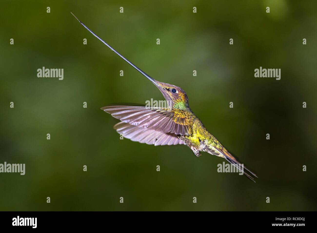 Spada-fatturati hummingbird (Ensifera ensifera) in volo, battenti, foresta pluviale, cloud forest, northern Ecuador Ecuador Foto Stock