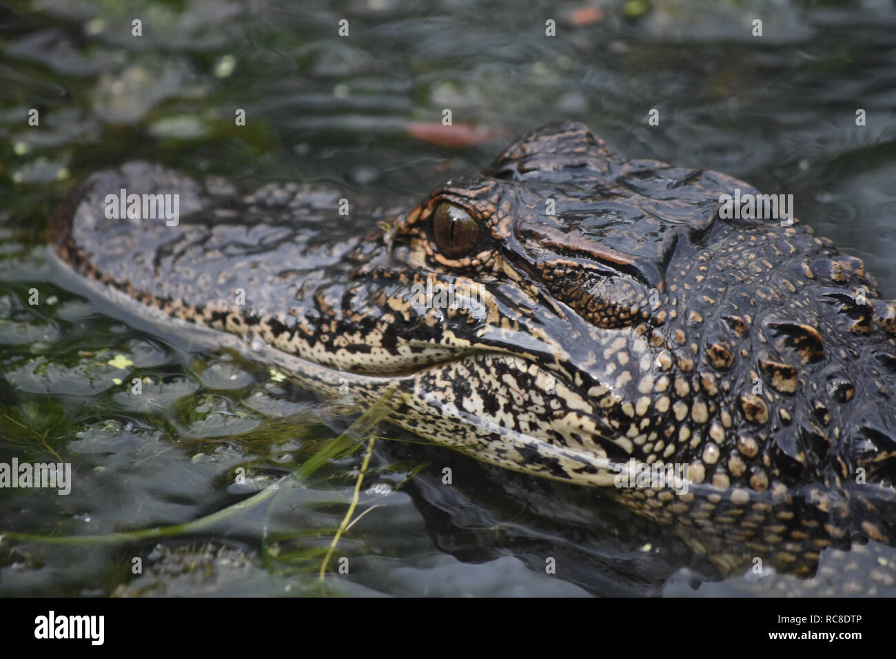 Grande guardare negli occhi e volto di un coccodrillo americano. Foto Stock