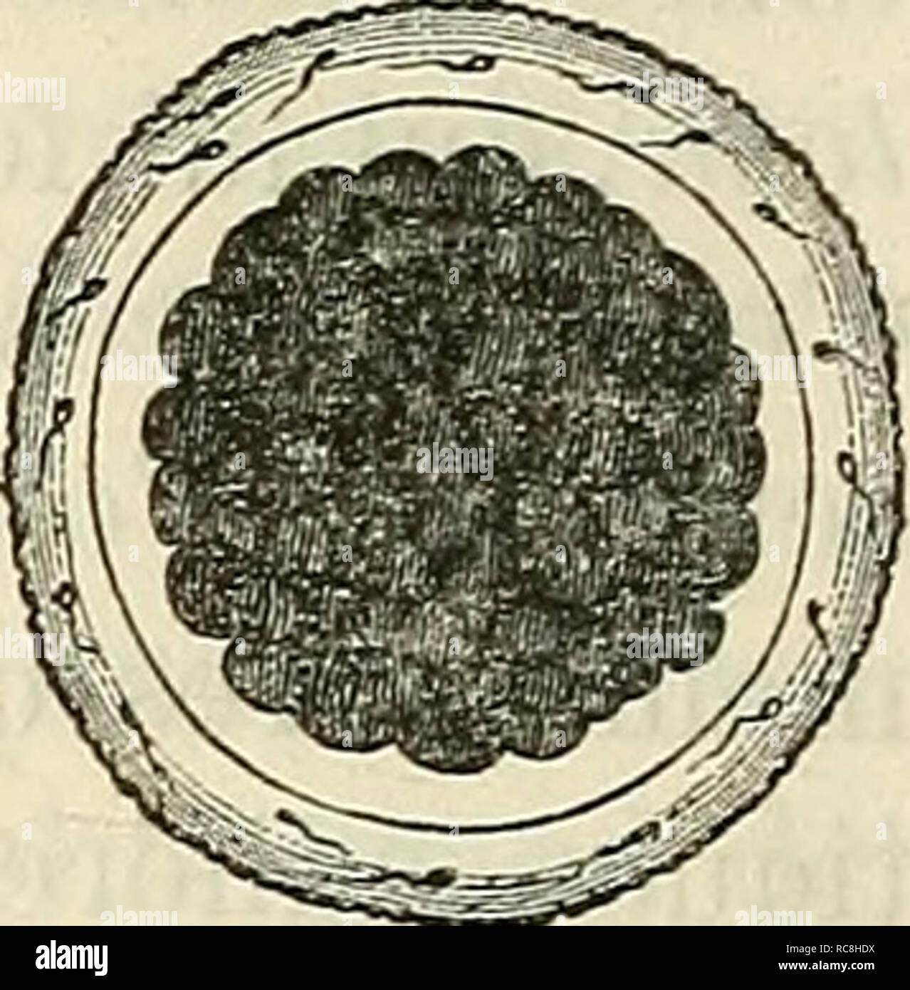 . Embryologie, ou TraitÃ© complet du dÃ©veloppement de l'homme et des animaux supÃ©rieurs. Embriologia; embriologia. /. Fig. 8. Ãmission DÃ¨s lo dÃ©ma de la segmentazione, su voit paraÃ®tre au-dessous des polaires globuli. fare la zoue transparento onu, deux et mÃªme onu plus grand nombre de corps arrondis {i globuli de direction des auteurs, i globuli polaires de Robin), qui reposent à la superficie des sphÃ¨res de seg- attuazione (fig. 5, 6) et qui ne sont que des parti dÃ©tachÃ©es de la vía©sicule germinative. Natura ComiTie OU le voÃ®t, la segmentazione totale est simple et facile Ã du phÃ©nomÃ¨ne ^ Foto Stock