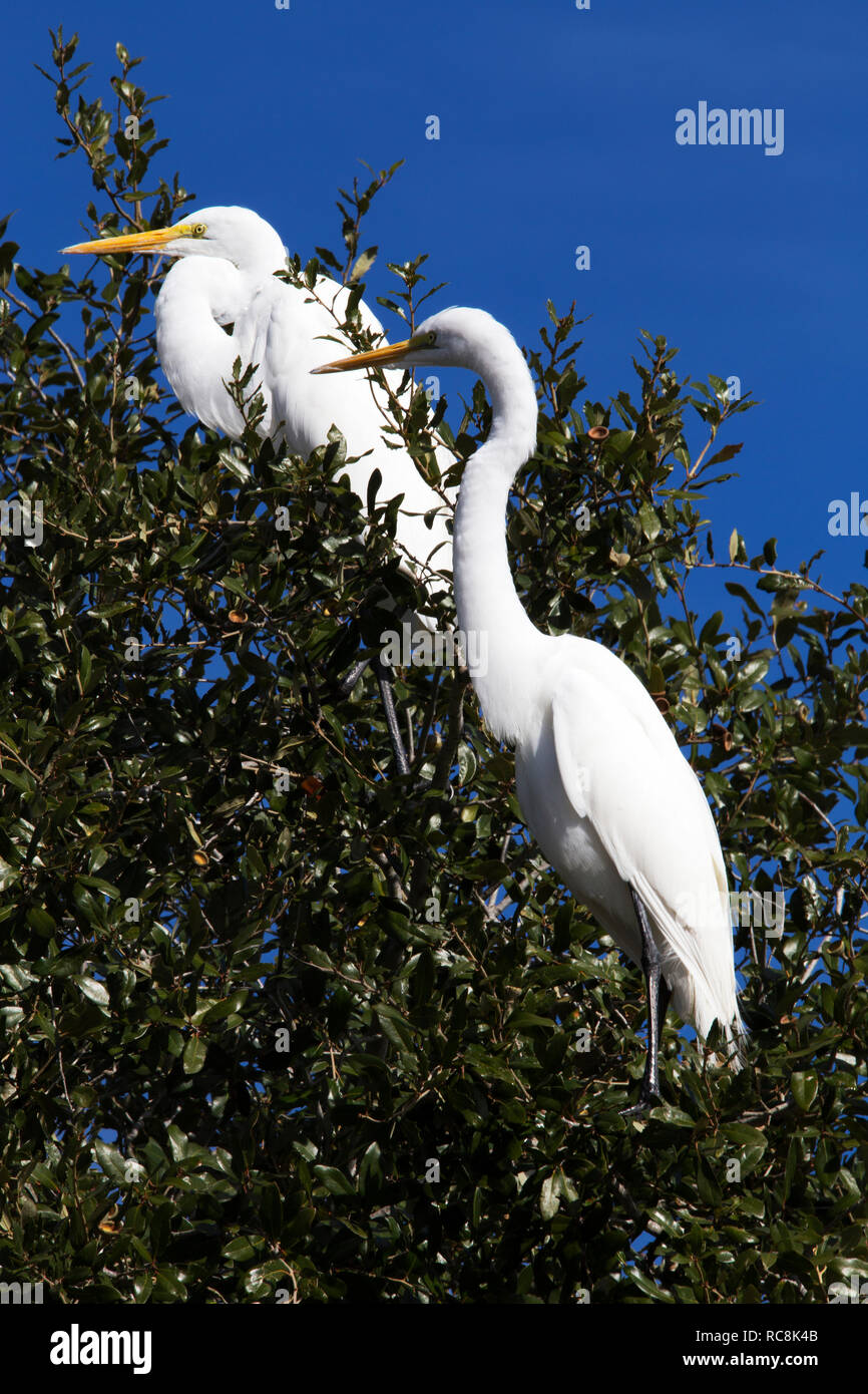 Airone bianco in appoggio sugli alberi a Choke Canyon State Park, Texas Foto Stock