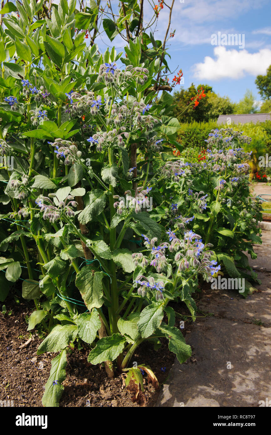 Auto seminata la Borragine piante che crescono lungo il bordo del percorso in un orto. Foto Stock