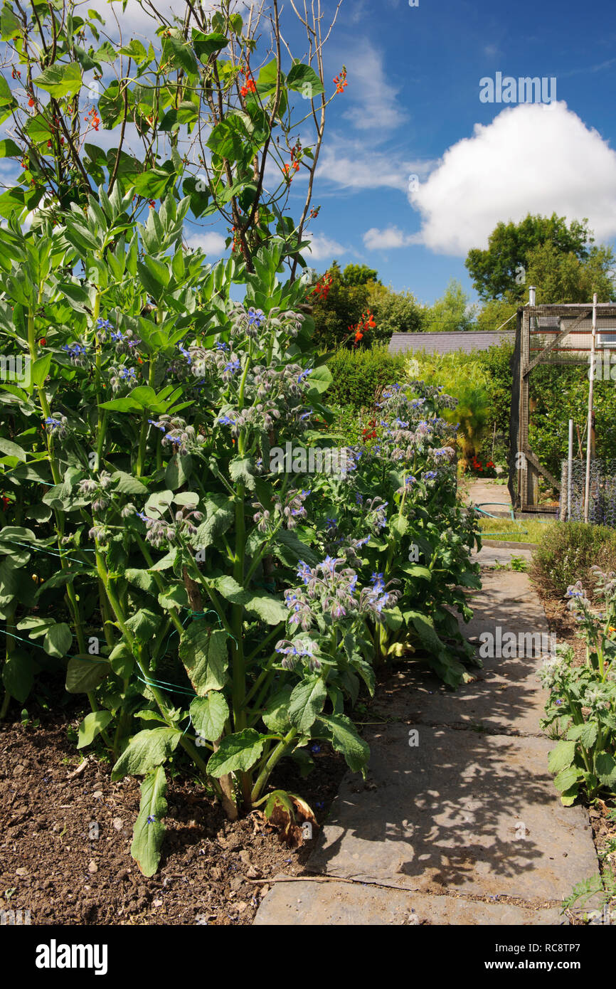Auto seminata la Borragine piante che crescono lungo il bordo del percorso in un orto. Foto Stock