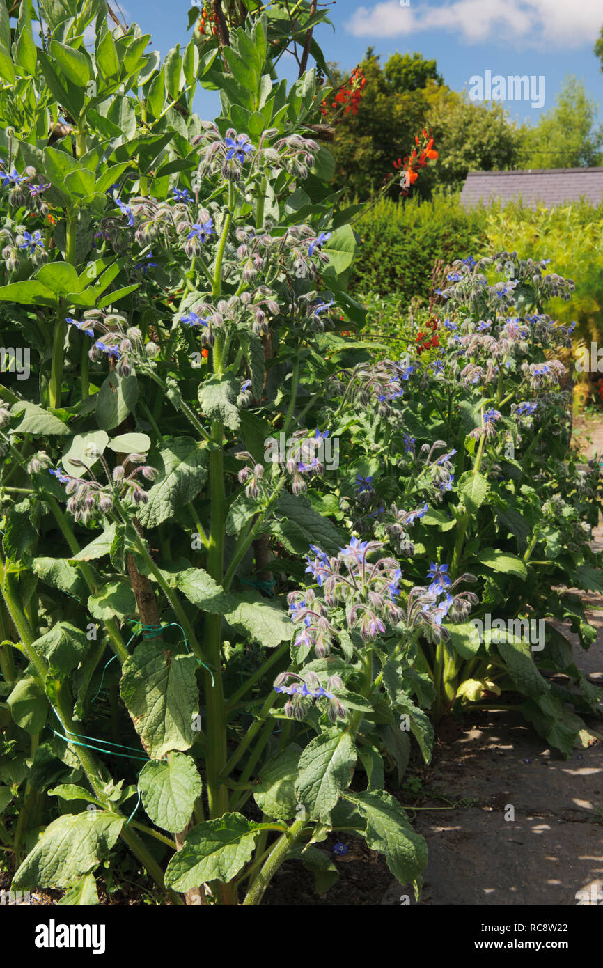 Auto seminata la Borragine piante che crescono lungo il bordo del percorso in un orto. Foto Stock
