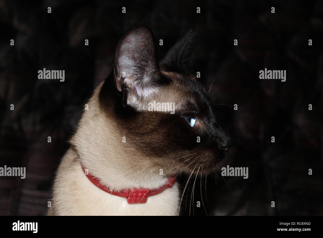 Un Siamese il demone named Foto Stock