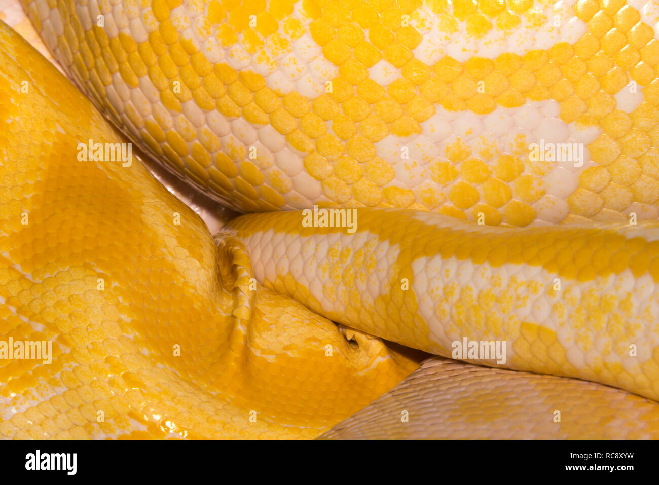Albino Burmese python (bivittatus Python) Foto Stock
