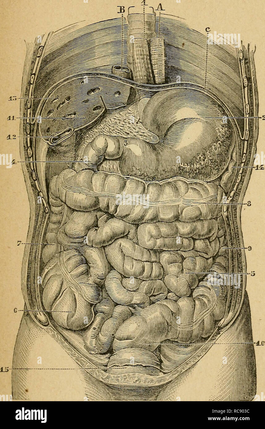 . ElÃ©zioni d'anatomie et de physiologie gÃ©nitale et obstÃ©tricale; prÃ©cÃ©des de la descrizione sommaire du corps humain a l'usage des sages-femmes. Riproduzione; feto. ESTOMAC ill suc gastrique, et qui sert à la digestione des aliments.. Fig. 124. Â porzione abdominale de l'appareil de la digestic 1, Åsophage; 2, estomac; 3, l'orifizio pylorique de l'estomac: 4, duodÃ©num- 5, intestino grÃªle; 6, cieco ; 7, Cà'lon ascendente; S, Cà'lon trasversale; 9. Cà'lon discendente ; 10, retto ; 11, toie sectionnÃ© et dont on voit la tranche â 12 vÃ©si- cule biliaire coupÃ©e ; 13, veines sus-hÃ©patiques adhÃ Foto Stock