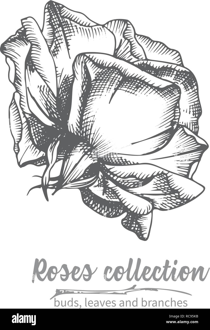 Mano bozzetto di rose, singolo bud vintage dettagliata illuatration botanico. Nero con motivi floreali silhouette isollated su sfondo bianco Creative arte grafica in stile di incisione Illustrazione Vettoriale