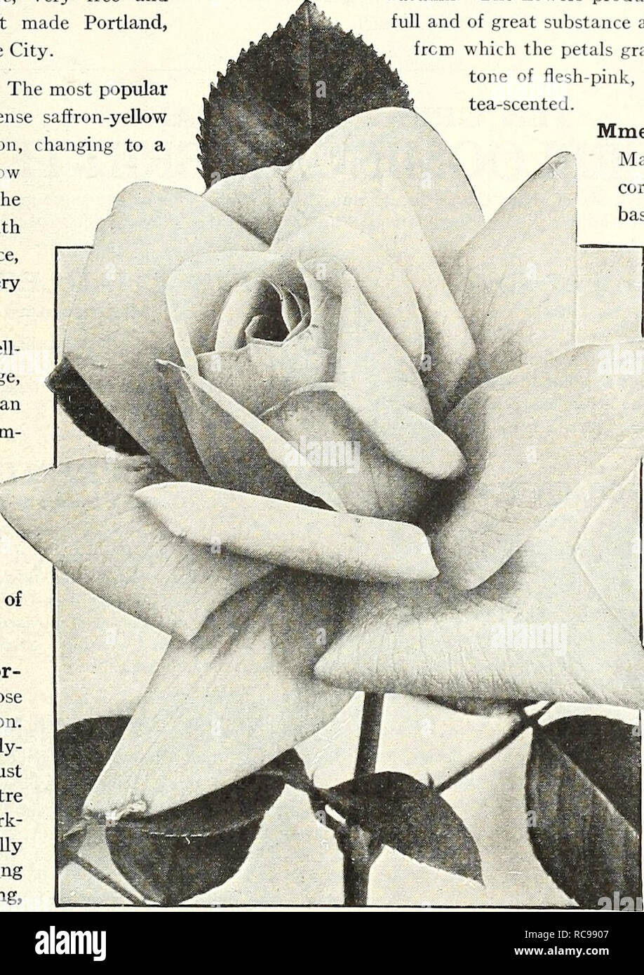 . Dreer's garden prenota 1924. Cataloghi di sementi; vivaio cataloghi; attrezzature da giardinaggio e fornisce cataloghi; fiori Semi cataloghi; semi di ortaggi cataloghi; frutto Semi cataloghi. /FlEHRyA-BREER,^ W- ™ selezionare'^-.OSES &gt;HlLaffilMllk 127 "DREER DOZZINA" HARDY EVERBLOOMING HYBRID-Tea Rose per molti anni è stato consueto per noi di offrire in questa voce soltanto i migliori e i più popolari e ben provato varietà di rose Hybrid-Tea, con la maggior parte delle quali ogni amante delle Rose è familiare. Consigliamo questa raccolta per la piantagione di carattere generale per il dilettante che desidera un Foto Stock