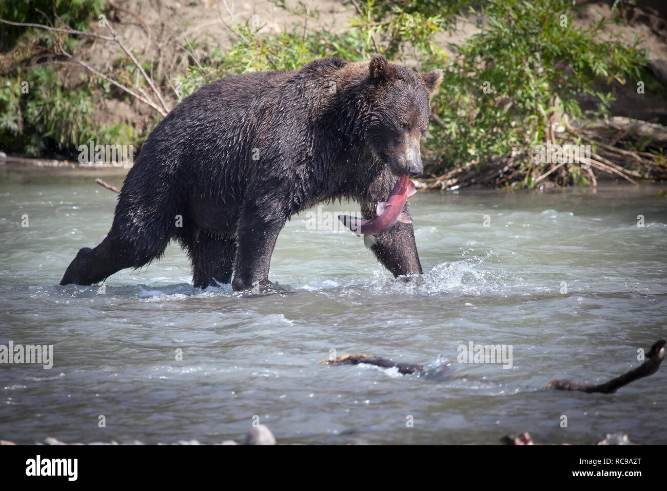 Un marrone orso selvatico pesca nel Curili lago. La Kamchatka. La Russia. Foto Stock
