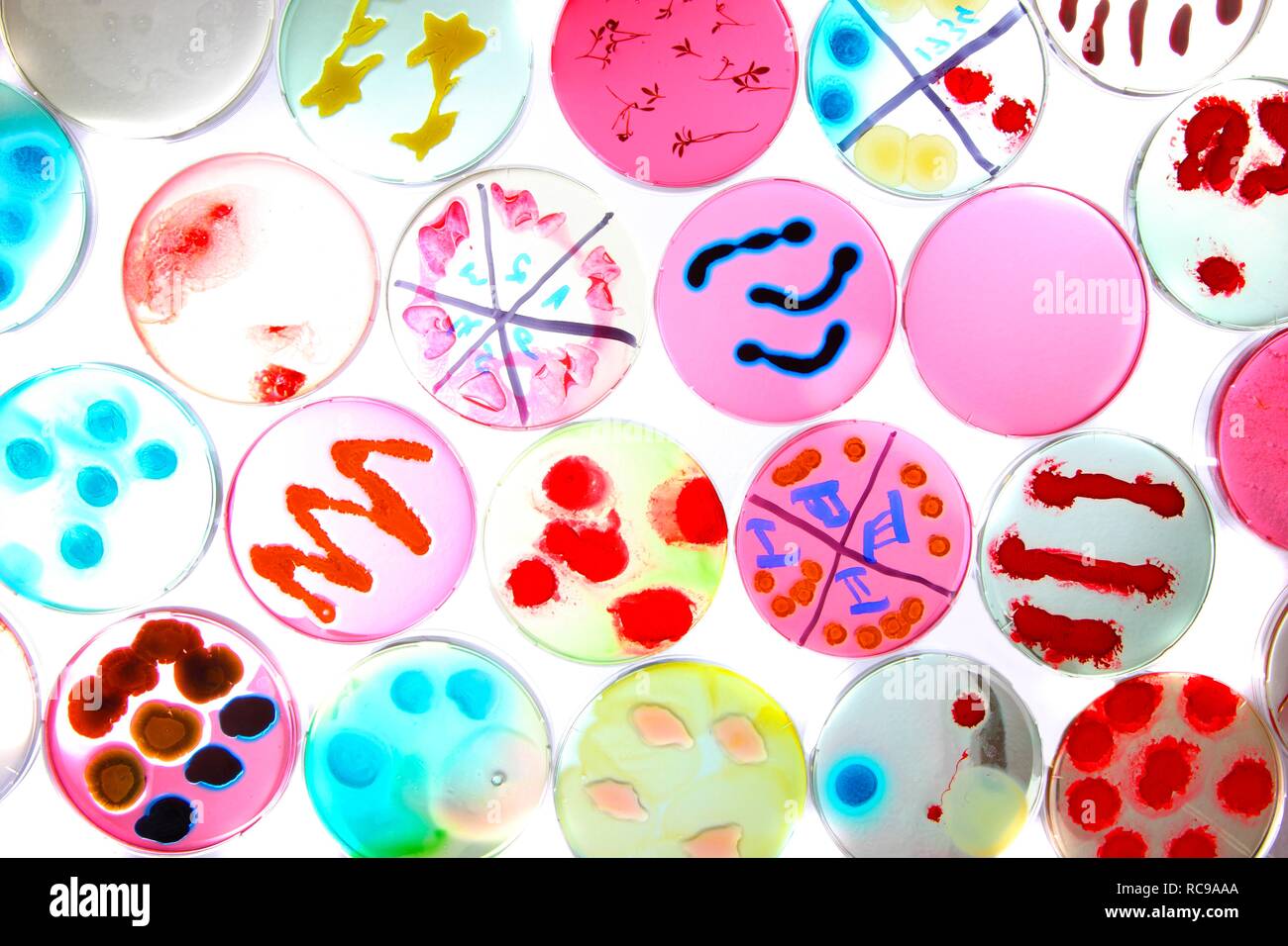 Colture batteriche, batteri che crescono in capsule di petri Foto Stock