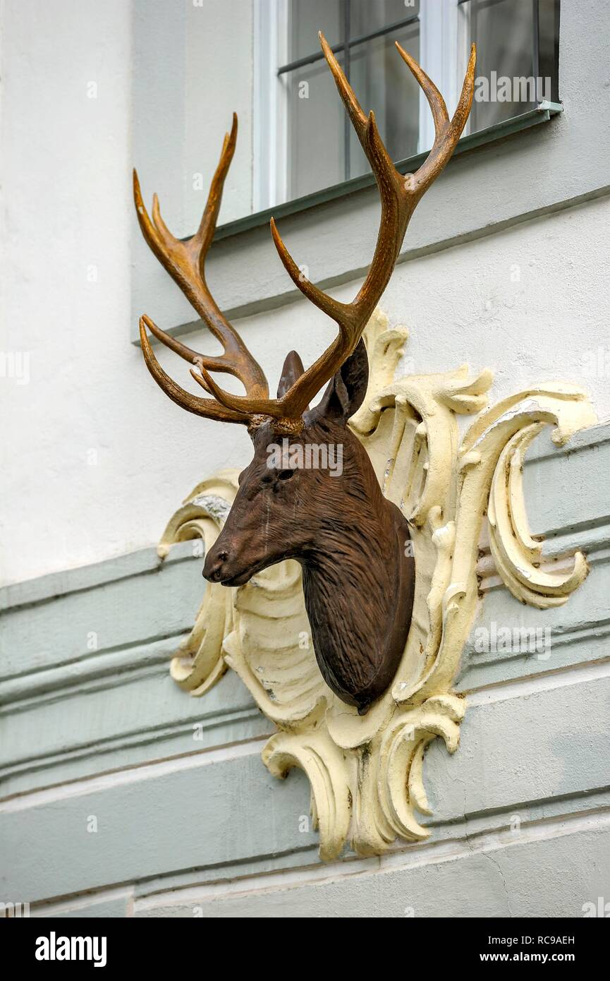 La scultura della testa di cervo con corna, Hirschberg Castello Castello Rococò, Beilngries, Alta Baviera, Baviera, Germania Foto Stock
