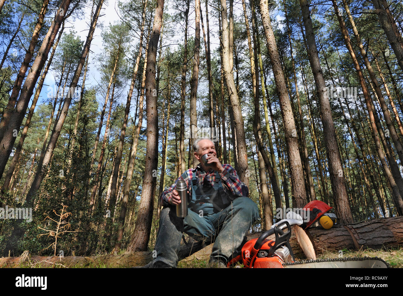 Forstarbeiter beim Bäume fällen Foto Stock