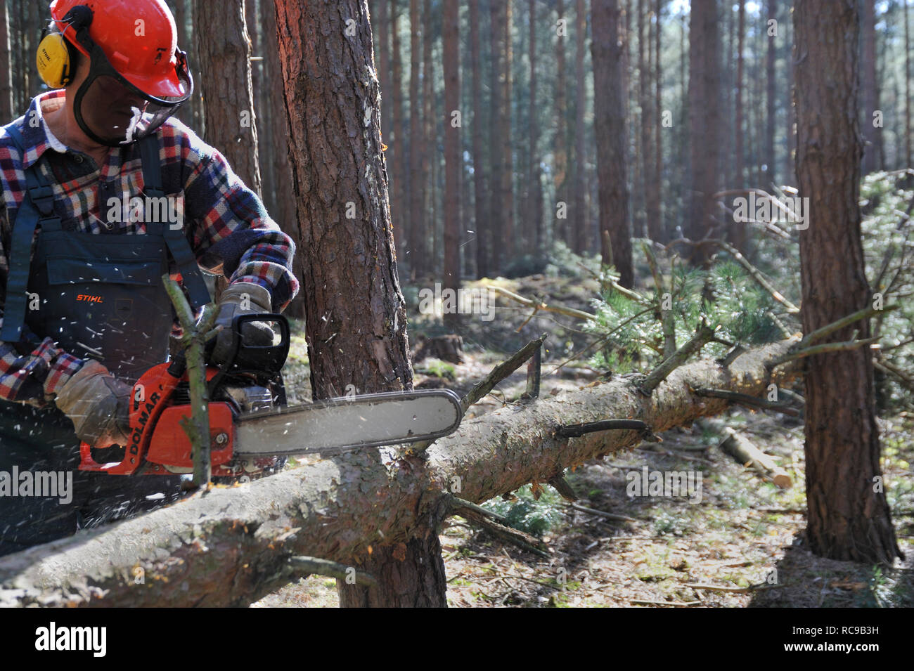 Forstarbeiter beim Bäume fällen Foto Stock