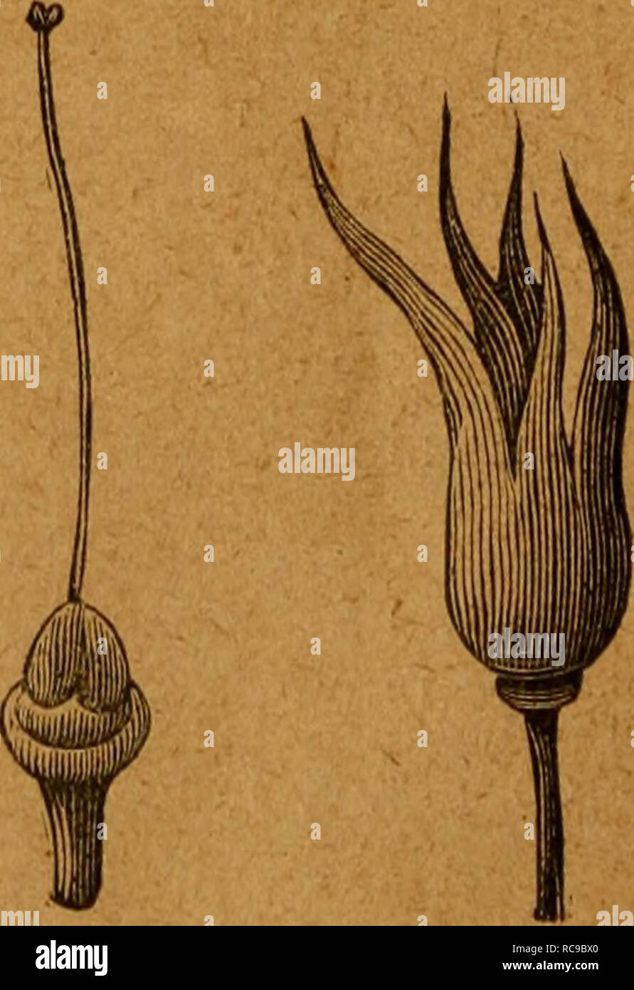 . El tabaco. Il tabacco. Fig. 2.^ Fig. 3. Fig. 4-'. Si prega di notare che queste immagini vengono estratte dalla pagina sottoposta a scansione di immagini che possono essere state migliorate digitalmente per la leggibilità - Colorazione e aspetto di queste illustrazioni potrebbero non perfettamente assomigliano al lavoro originale. Gómez Flores, Emilio. Madrid : M. G. Hernández Foto Stock