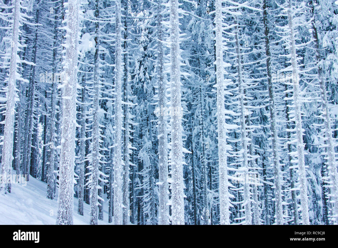 Foresta con neve pesante sui rami a montagna Alpspitz a Nesselwang, Algovia, Baviera, Germania, 11 gennaio 2019. © Peter Schatz / Stock Alamy Ph Foto Stock