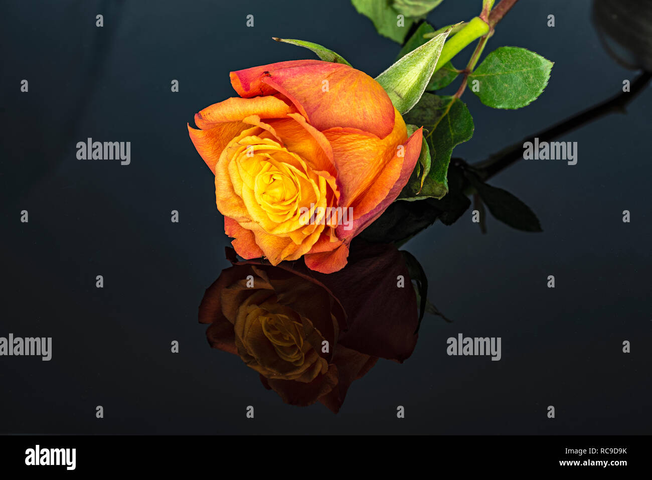 Una rosa e di riflessione Foto Stock