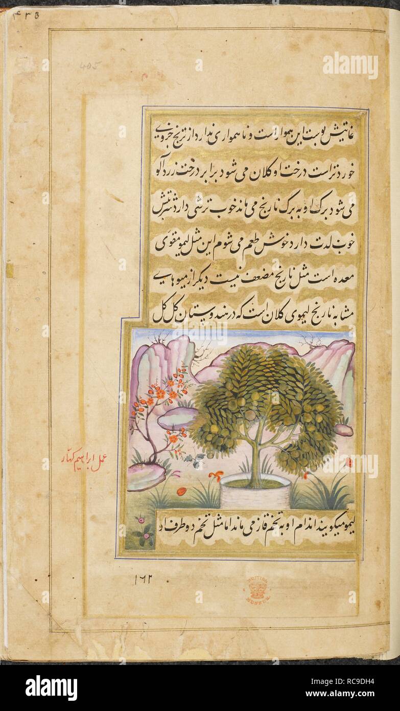 €˜Galgal’ (un tipo di grandi lime). Vaki"a-i Baburi, le memorie di Babur, tradotto dall'originale Turki da Mirza 'Abd al-Rahim Khan-ho khanan. E un centinaio di quaranta tre miniature (principalmente con attribuzioni). c.1590. Acquerello opaco. Stile Mughal;/Mughal Akbar stile. Fonte: o. 3714 Vol.4 f.405. Autore: Ibrahim Qahhar. Foto Stock €˜Galgal’ (un tipo di grandi lime). Vaki"a-i Baburi, le memorie di Babur, tradotto dall'originale Turki da Mirza 'Abd al-Rahim Khan-ho khanan. E un centinaio di quaranta tre miniature (principalmente con attribuzioni). c.1590. Acquerello opaco. Stile Mughal;/Mughal Akbar stile. Fonte: o. 3714 Vol.4 f.405. Autore: Ibrahim Qahhar. Foto Stock