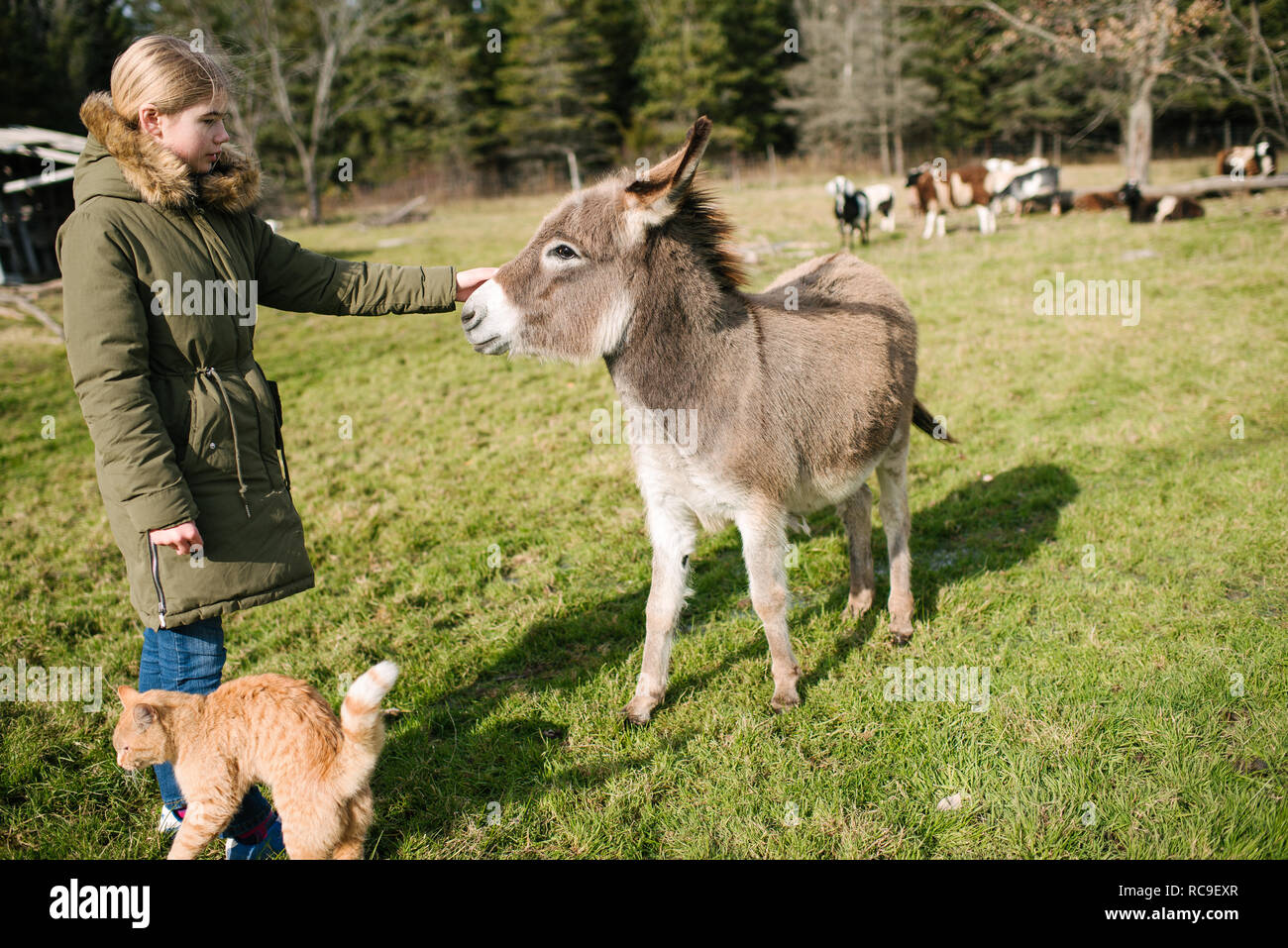 Ragazza stroking asino in fattoria, vacche in background Foto Stock