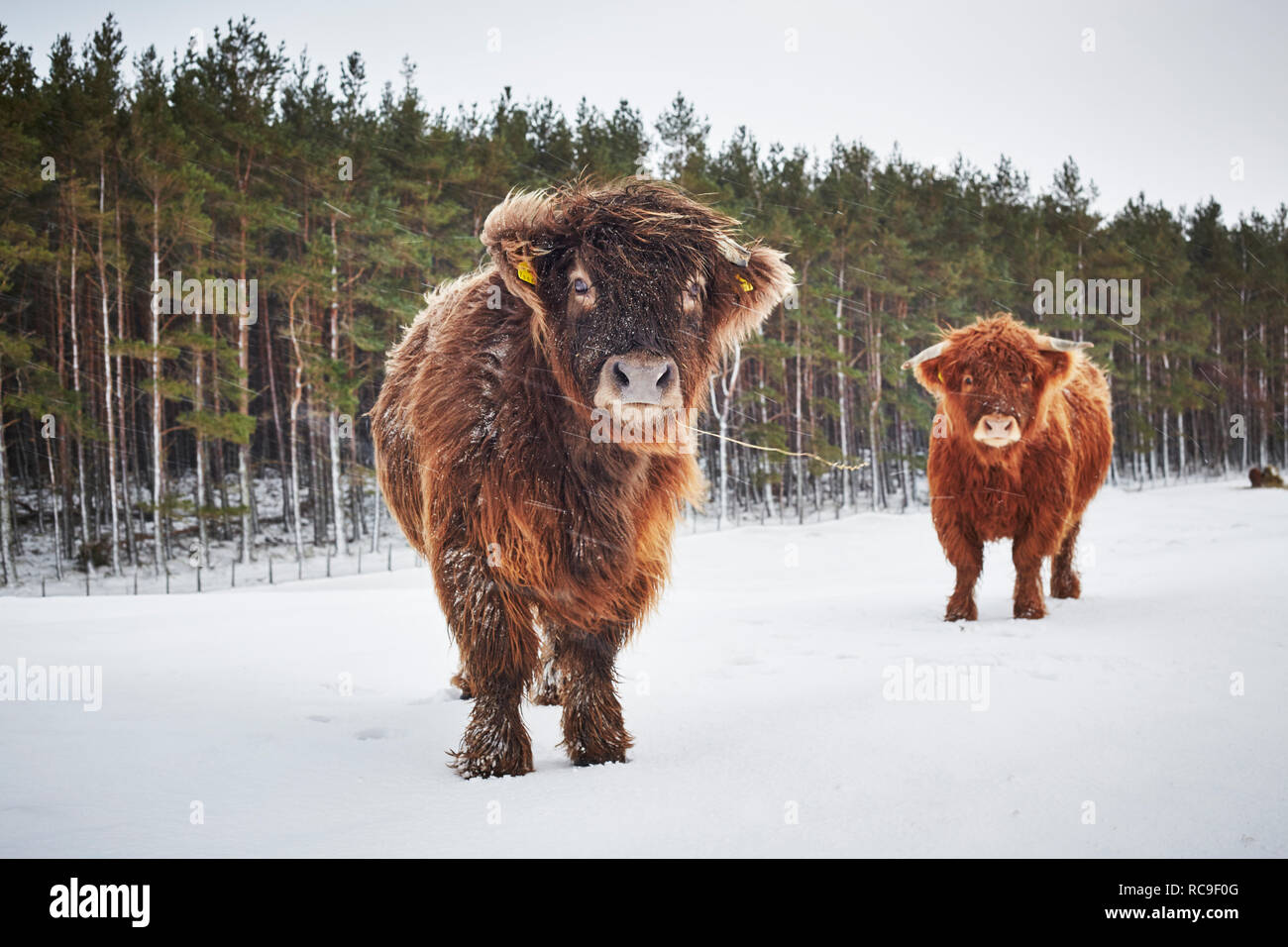 Ritratto di highland mucche in pascolo Foto Stock