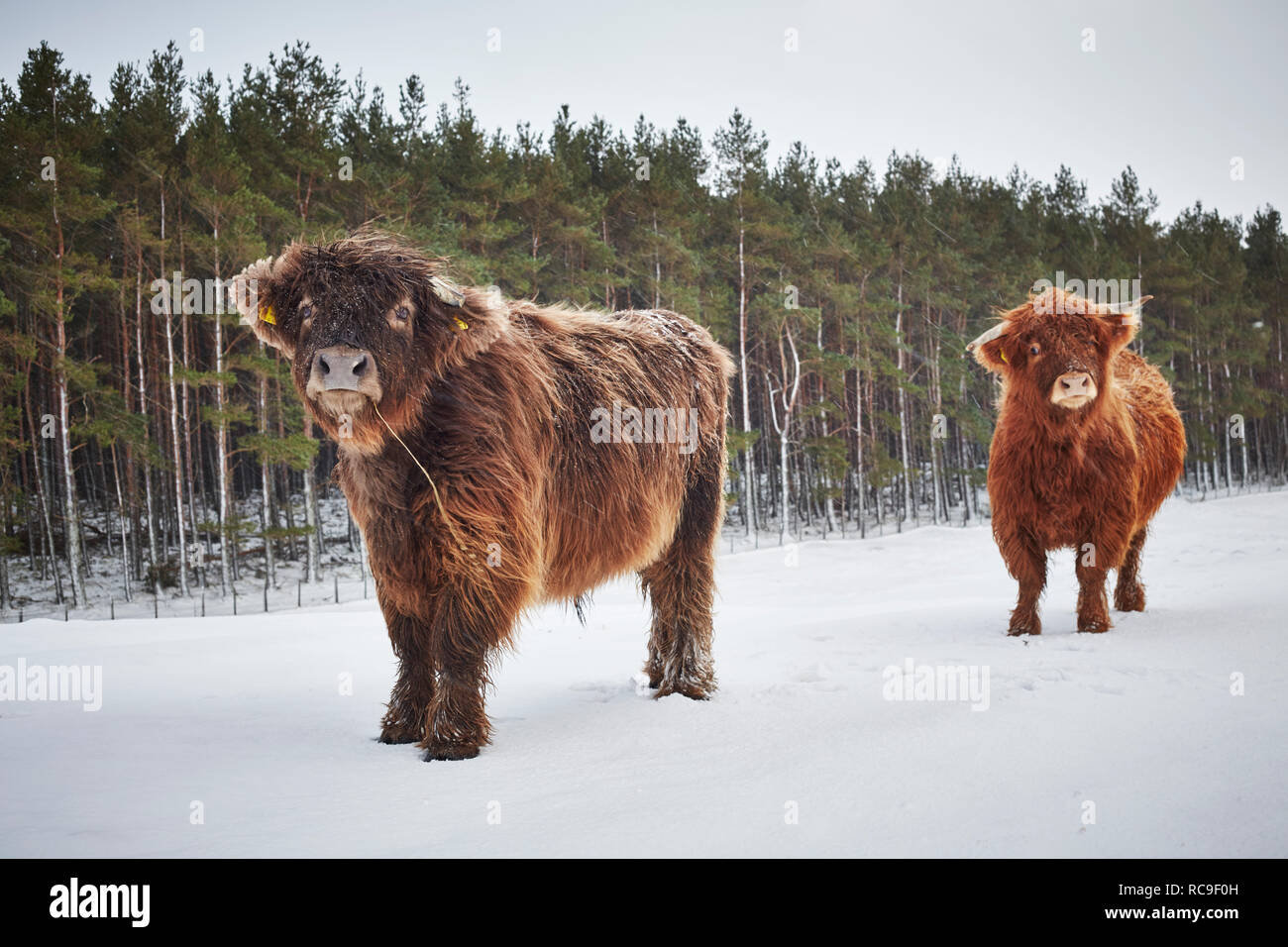 Ritratto di highland mucche in pascolo Foto Stock