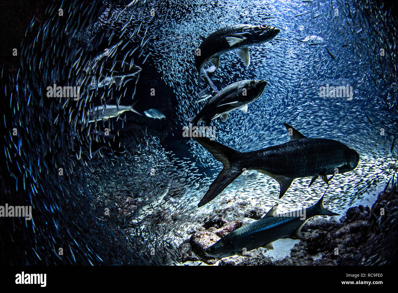 Tarpon e Silversides, palme Cayman, Isole Cayman Foto Stock