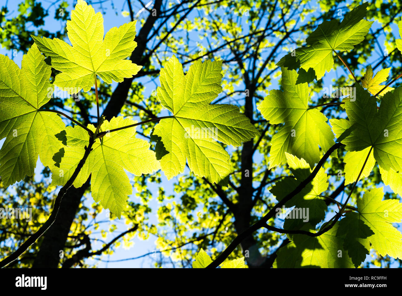 Verde Lime a forma di acero foglie in fuoco selettivo retroilluminati da Sun a contrasto con i rami di silhouette e cielo blu al di là Foto Stock