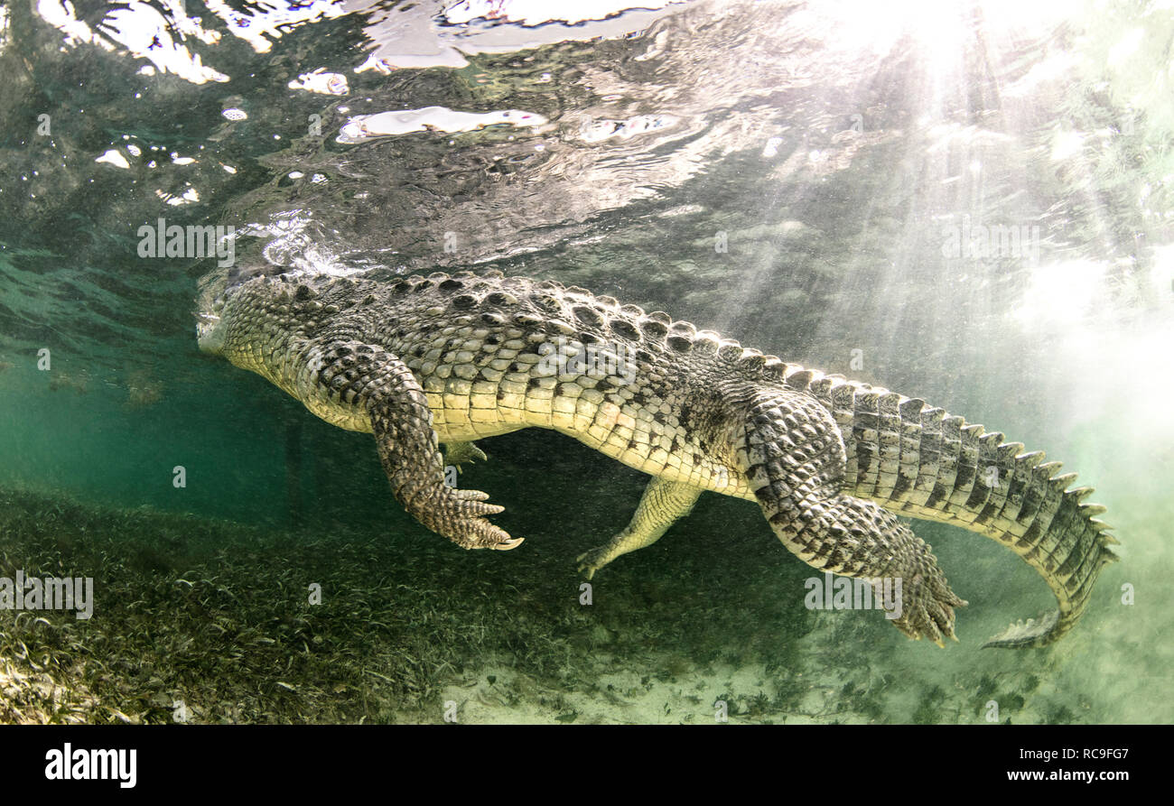 American coccodrillo di acqua salata, Xcalak, Quintana Roo, Messico Foto Stock
